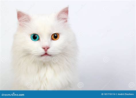 Heterochromia: cats with different colored eyes .